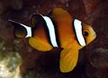 Amphiprion-tricinctus56.jpg