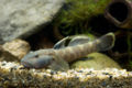 Rhinogobius candidianus-8285.jpg