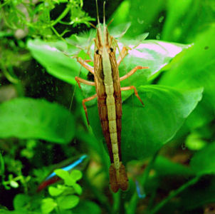 Wood Shrimp