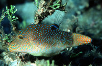 Canthigaster solandri4564.jpg