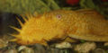 Gold Ancistrus4.jpg