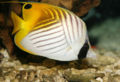 Threadfinbutterflyfish.jpg