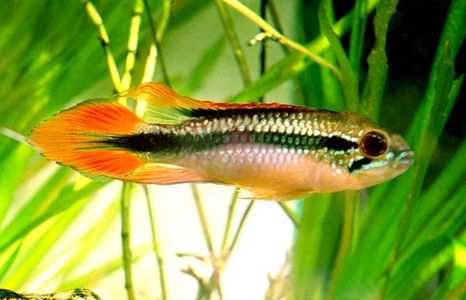 Apistogramma agassizii