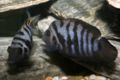 Convict Cichlids-280.jpg