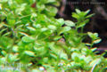 Hemianthus callitrichoides cuba2.jpg