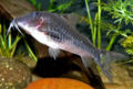 Corydoras semiaquilus847656.jpg