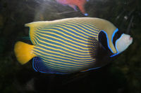 Emperorangelfish.jpg