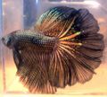 Betta splendens3.jpg