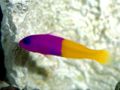 RoyalDottyback1-7142.jpg