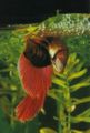 Bettasplendens-breeding-wrap.jpg