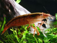 Wood shrimp Atyopsis moluccensis The Free Freshwater and Saltwater Aquarium Encyclopedia Anyone Can Edit The Aquarium Wiki