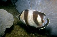 Chaetodon striatus-6352.jpg