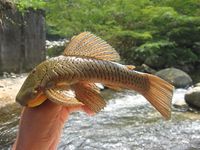 Chaetostoma milesi234.JPG