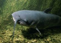 Channelcatfish3453.jpg