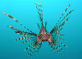 Pterois volitans34532.jpg