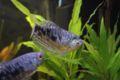 BlueGourami-6980.jpg