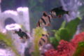 Tigerbarbs-8536.jpg