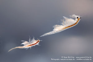 ADW: Artemia salina: INFORMATION