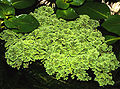 Azolla caroliniana013.jpg