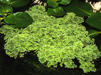 Azolla caroliniana013.jpg