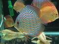 Discus-striped-6304.jpg