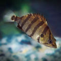 Image-Datnioides Quadrifasciatus Swimming.jpg