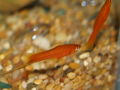 Swordtail1-5455.jpg