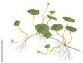 Hydrocotyle verticillata3.jpg