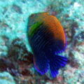 Pottersangelfish-4572.jpg