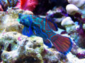 MandarinGoby1-594.jpg