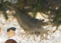 Caridina japonica4.jpg