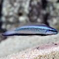 Electric Indigo Dottyback.jpg