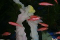 Glofish 1.jpg