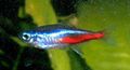 Neontetra.jpg