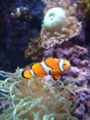 Ocellarisclownfish.jpg