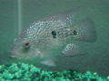 Texas Cichlid -8005.jpg