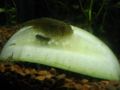 Hillstreamloach.jpg