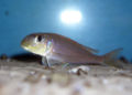 Xenotilapia Flavipinnis Bulombora-4891.jpg