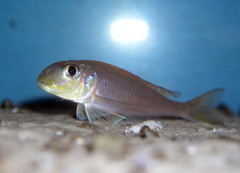 File:Xenotilapia Flavipinnis Bulombora-4891.jpg