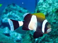 Amphiprion latezonatus-9029.jpg