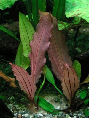 Echinodorus Red Diamond2.jpg