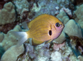 Chromis agilis.png