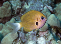 Chromis agilis.png