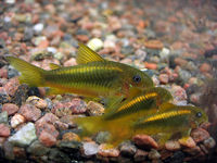 Corydoras melanotaenia.jpg