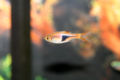 Harlequinrasbora1-8451.jpg