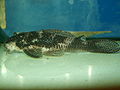 Hypancistrus sp L411.jpg