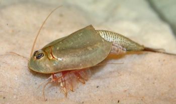 Triops australiensis1.jpg