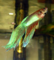 Betta splendens-vt-3211.jpg