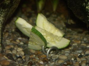 Zucchini Courgette Squash1.jpg