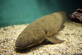 Queenslandlungfish-4862.jpg